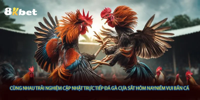 Cập nhật trực tiếp đá gà cựa sắt hôm nay